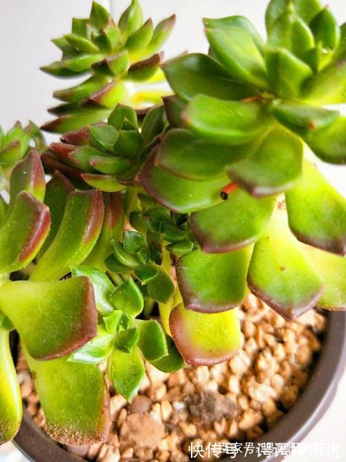 4种漂亮多肉,就适合贱养,不然容易徒长,影响美观