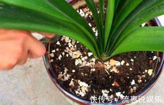 花盆|这3种“垃圾”别扔,丢在花盆里,花卉跟“打鸡血”一样蹭蹭长