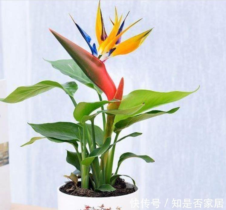 家里必养“4种花”,好养又漂亮,开花漂亮花期长,谁养谁喜欢