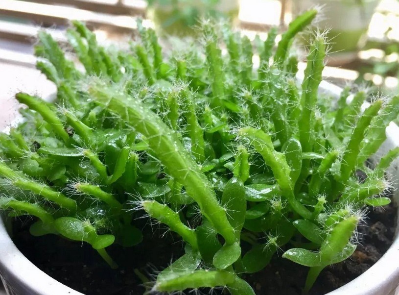 百香果|养花不如养果树系列盆栽这3款,观赏和品尝,一举两得