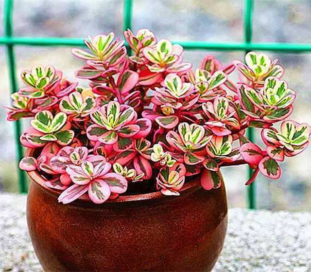 出锦的多肉更漂亮,可惜大多数肉友不知道,做好2点养出锦化多肉