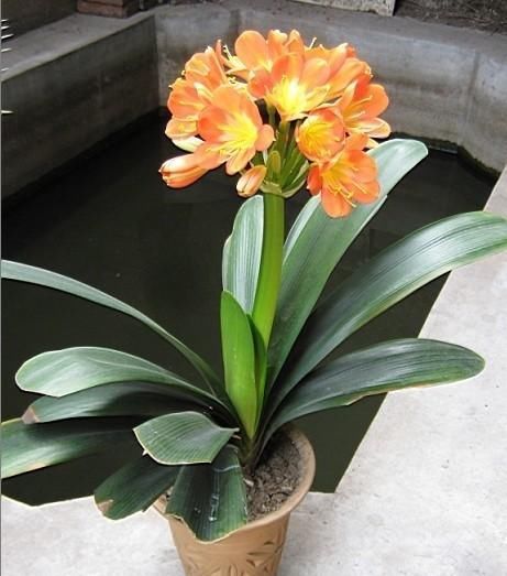 松针土|君子兰的浇水是一个技术活,会浇水就会养君子兰