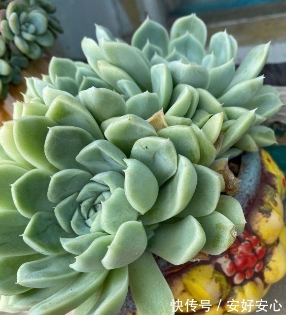 多肉植物|多肉发根难?其实最简单了,埋到盆里不用管,自己就能长出来