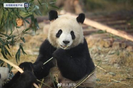 安逸|四川文旅吉祥物实体熊猫安逸亮相