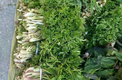  过去是农民救命粮，如今成了高档野菜，人称“虎阳刺”