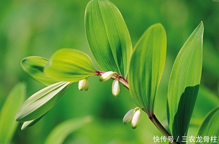 美容|玉竹美容润肤,养阴润燥,掌握四点,一样种出绿色优质的玉竹来!