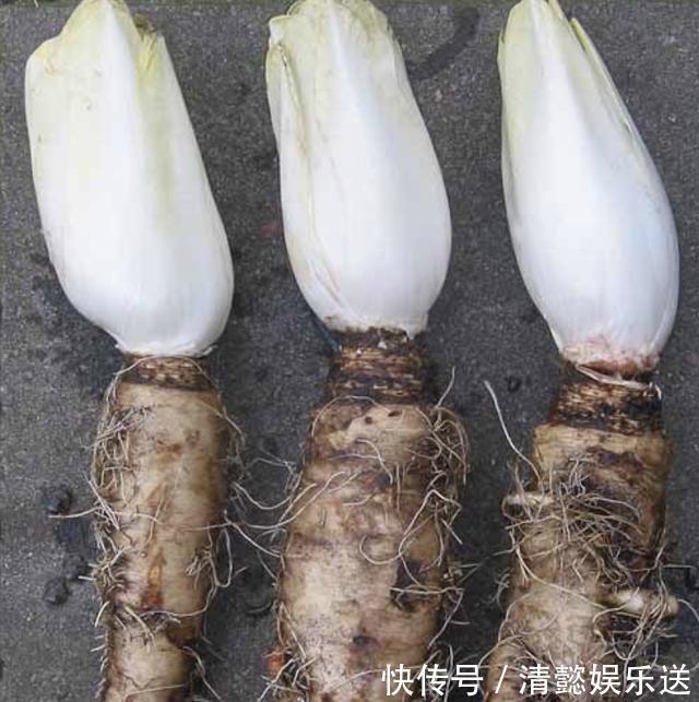 1种“废根”埋土壤里，8天变成“金黄菜”，1公斤卖60，还好看