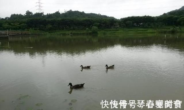 6斤!鸭子塘里的罗非鱼体型惊人,因常年吃鸭粪?