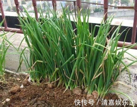 漂亮|厨房吃不完的5种菜,种“花盆里”,变盆景开花美,能吃好几茬