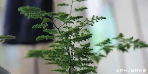 浇水|不会养文竹就用这两个笨办法,养的叶子绿油油