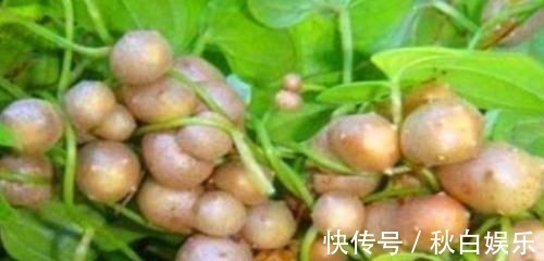 黄灿灿|多吃3种”燃脂菜“,再胖也能瘦下来!营养美味,燃脂甩赘肉