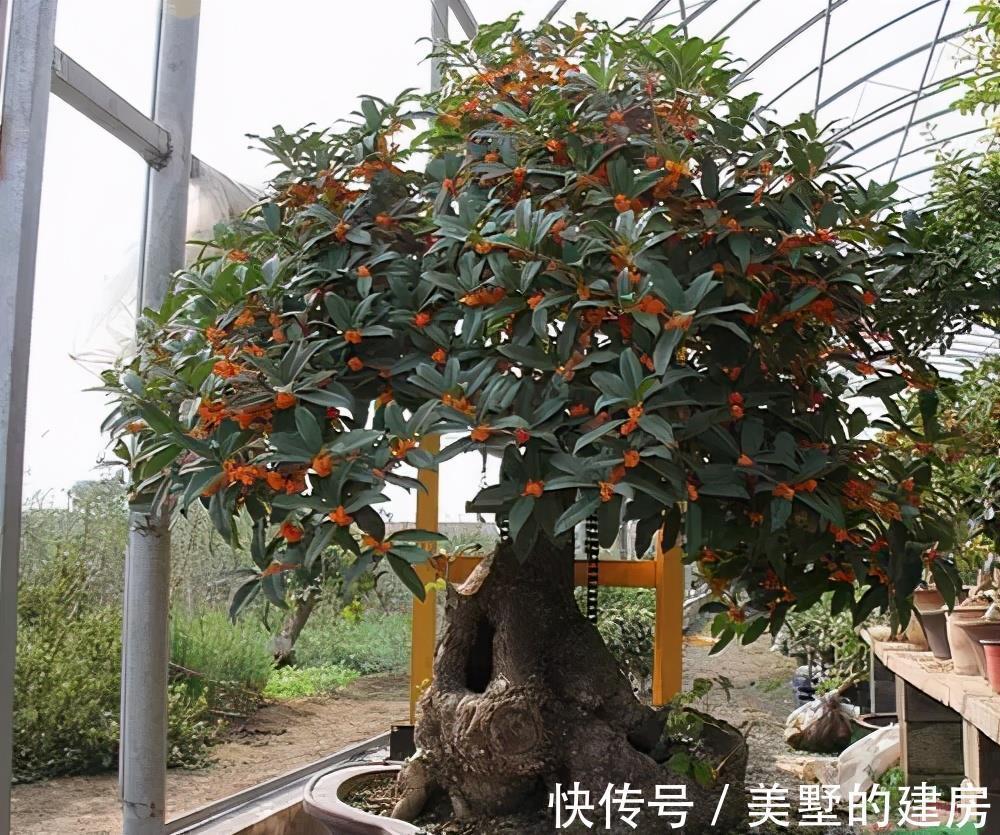 茉莉花|3种漂亮花，人养花，花也养人，老中医都爱养，值得拥有
