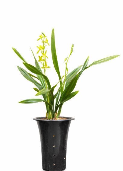  楼房|楼房养护兰花效果好，浇水施肥更方便