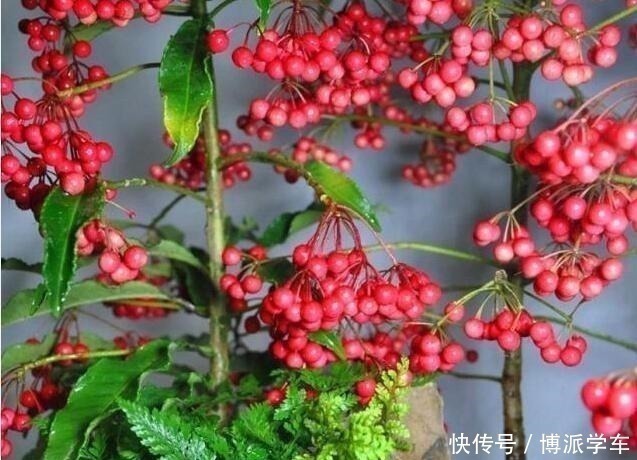 招财|家里养上“3种花”，寓意吉祥，观赏价值高，比发财树强10倍！