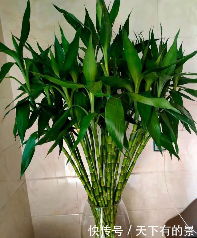 攻略|富贵竹冬季的“养护攻略”请收下,不烂根不黄叶,贵气十足