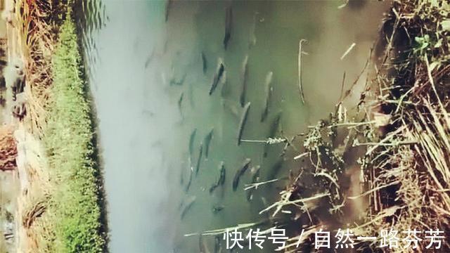 黑鱼泛滥成灾成群黑鱼聚集河湾产卵电鱼人不如我来来试试