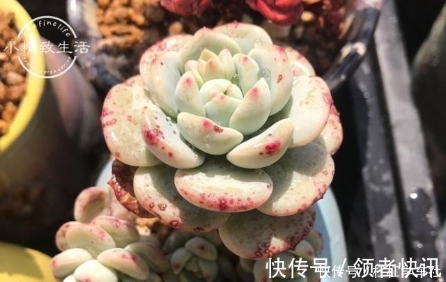 肉肉|养多肉要会控水,注意6点,1个小技巧,肉肉不用施肥也很胖!