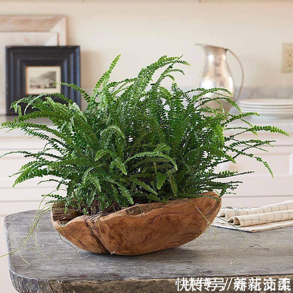 竹芋|6种常见的弱光植物,能室内半阴的环境,养窗台便可维持良好状态