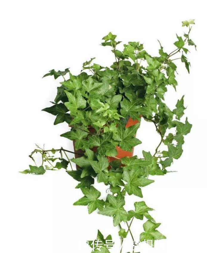 非洲菊|十种容易生长、净化室内空气效果很棒的盆栽绿植，对健康有好处