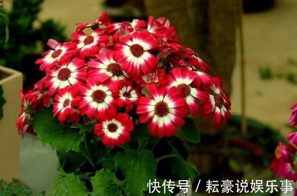 香草|喜欢养菊，首选“精品菊花”富贵菊，花开艳丽多姿，寓意美好