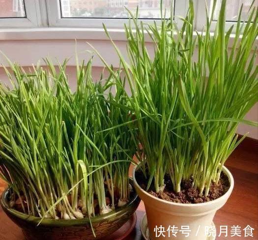 7种“蔬菜”冬天种,0度冻不死,吃一茬冒一茬,连续吃半年