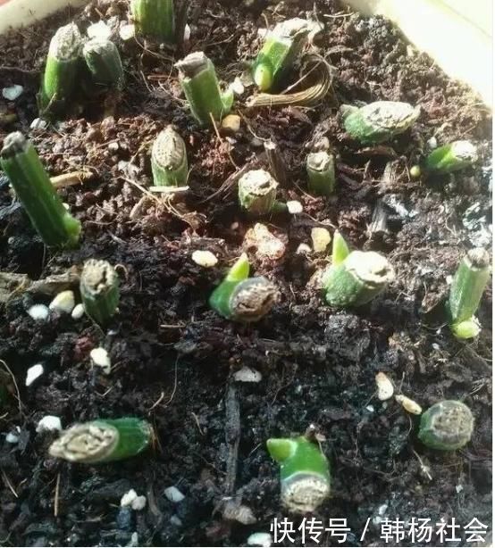 下面2种花枯死也别扔,把叶子全剪掉,它还能再“活”一次