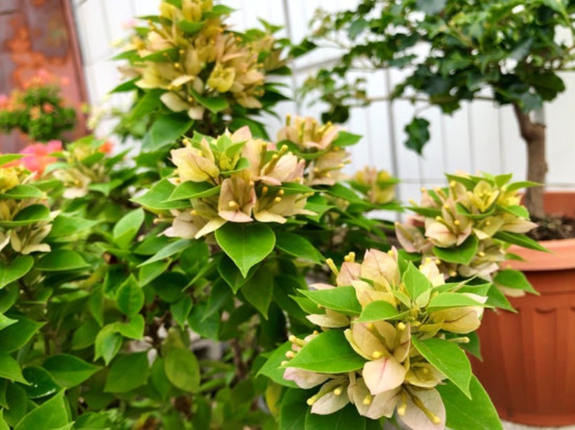 三角梅养不开花掌握促花小技巧，一年开多次，次次都爆盆