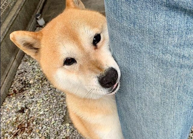 农村俗语“燕知寒门,狗知新婿”在说什么