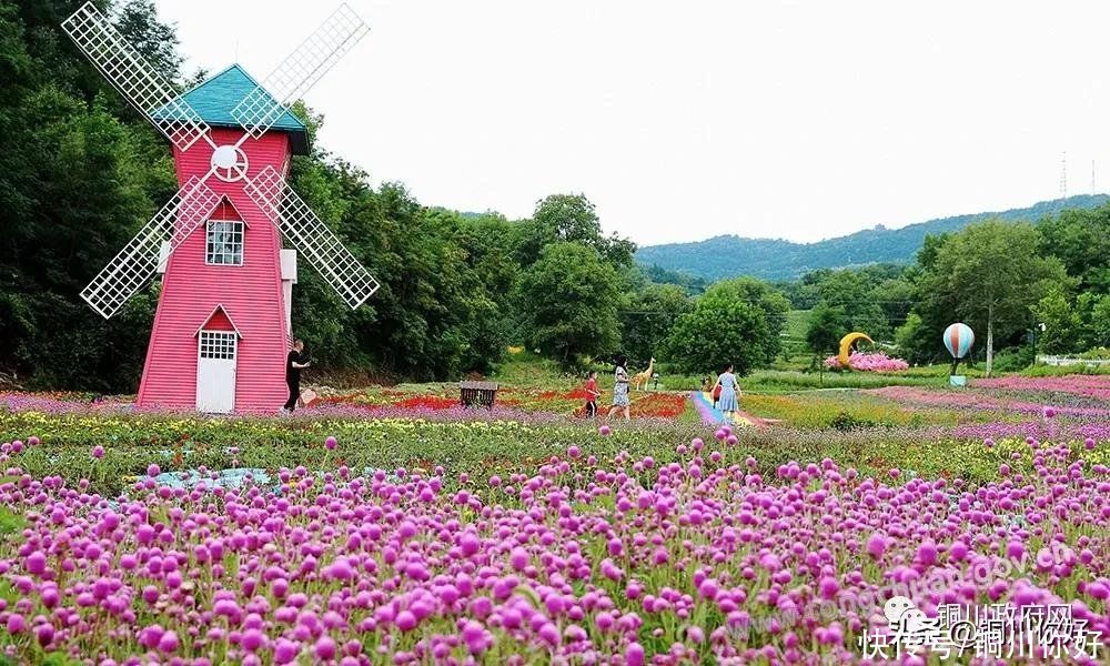 百日菊|八月宜君，百日菊开满了山岗