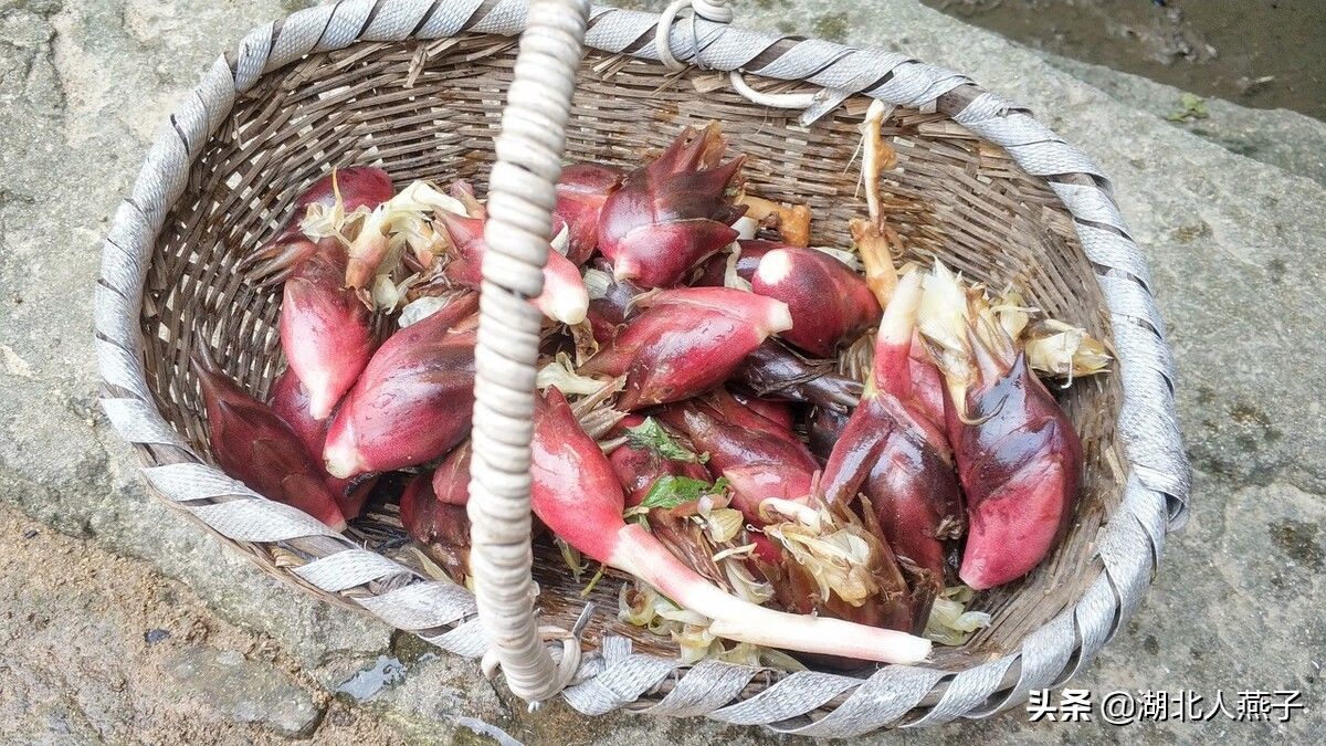 野菜|49种野菜大图片，带你见识不同的野菜和吃法，你想要的野菜这里有