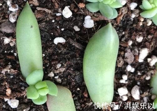 千佛手|多肉千佛手怎么叶插教你3个小步骤,千佛手生根迅速长势茂盛