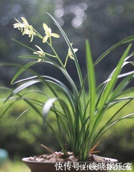 植株|养兰花做好“4步”，叶子不干尖，生长旺盛，新芽多，开花才棒