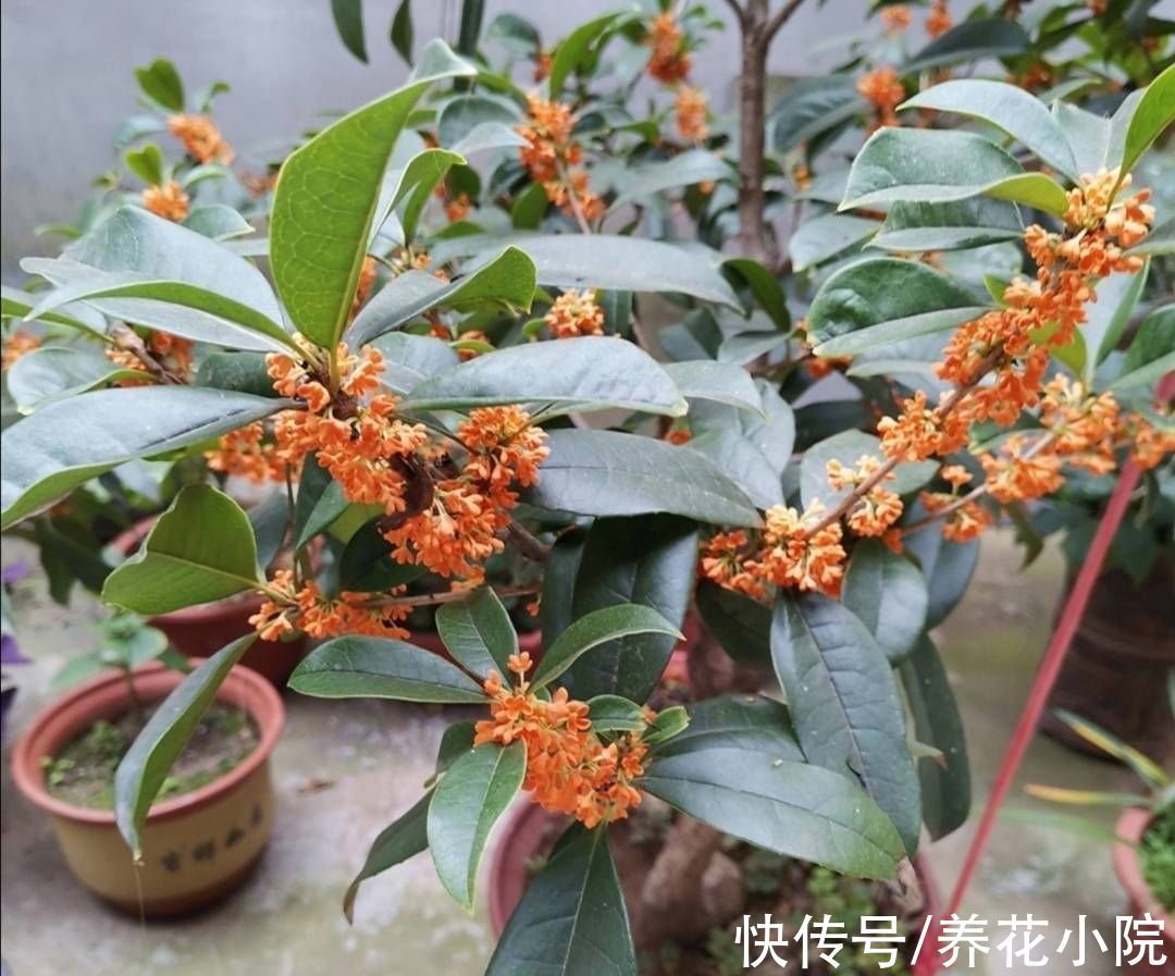 花芽|桂花长花苞期，给它补上1种肥，开花早香味浓