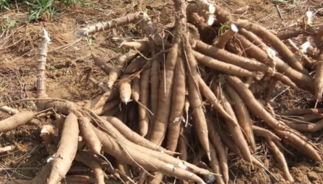 长在地里像木棍,味道却像极山药,营养高价格便宜