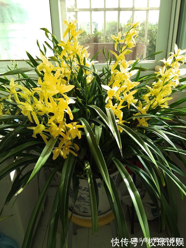 喜欢玫瑰，就试试“珍稀品种”香云，芳香四溢，花朵鲜艳，好美