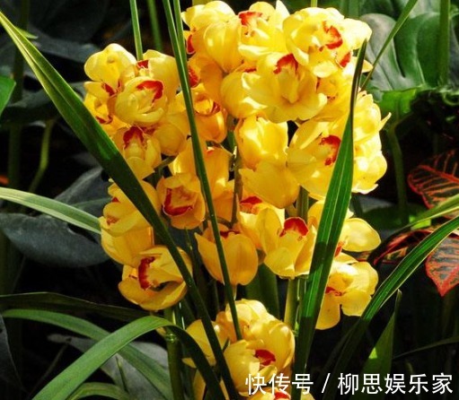 叶片|养大花蕙兰,盆里来点“壳”,花多、叶片绿,一开就是大半年