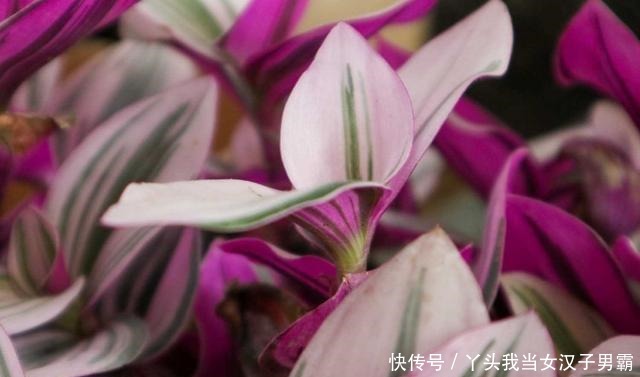 又一网红植物翻车,价格从一盆30到9.9,目测还能再低点!