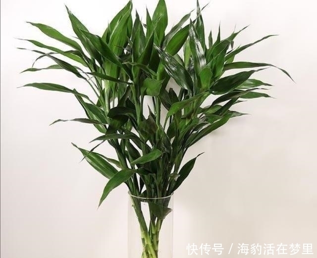 金钱树|春节什么花值得买,6种寓意吉祥、财运亨通的花卉,新年养上一盆