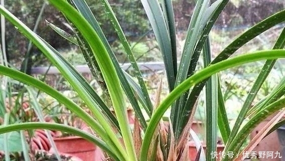 锯末|用锯末种植兰花只有经过这样处理的才可以,别再用错了