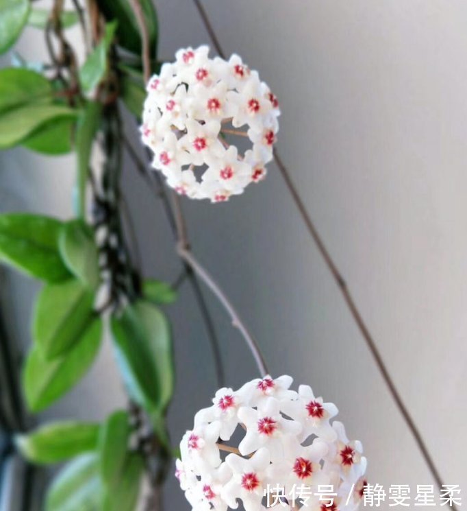 北阳台养花,选对植物,也能造个小花园