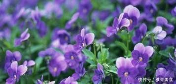 花期超长的6款花,养1盆能全年赏花,好看又好养