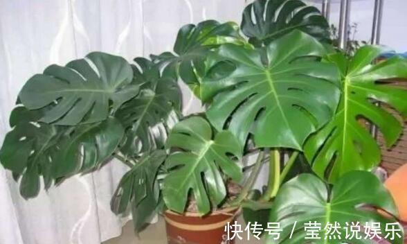 虎皮兰|张先生“别的花”不养，只养此“4种”，难怪他家“越过越好”！