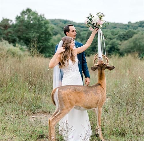 小鹿闯入婚纱照拍摄现场，抢夺新娘手中玫瑰，多么美妙的惊喜！