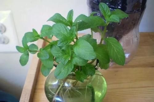 3种花不用买,叶子丢花盆里,嗖嗖长白根,1盆变10盆