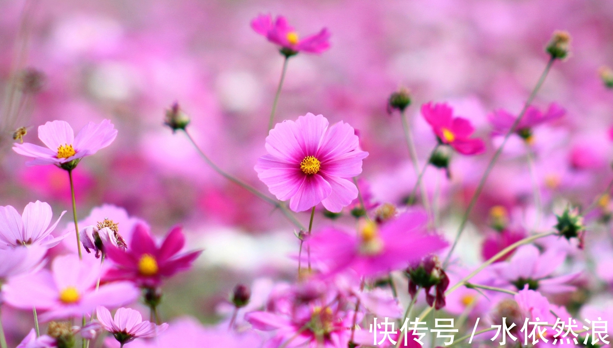 春天的故事&诗词:裙角飘扬风乍起,桃花轻薄女儿唇