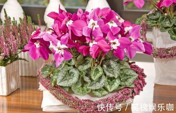 此种植物是多年生长的球根花,又叫兔耳花,花开2、3朵成簇