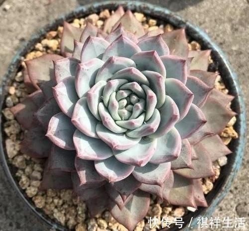 氮磷钾肥养多肉,全盆栽成“胖娃娃”,让别人看了都羡慕