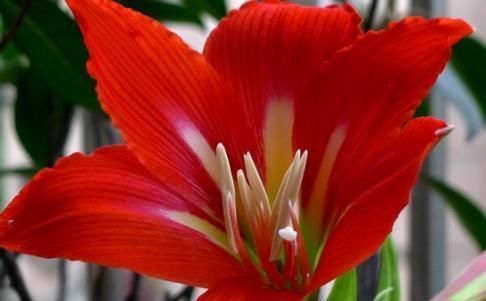 此花,花大好养红艳俊美,比玫瑰漂亮,比吊兰好养,丢土里就开花