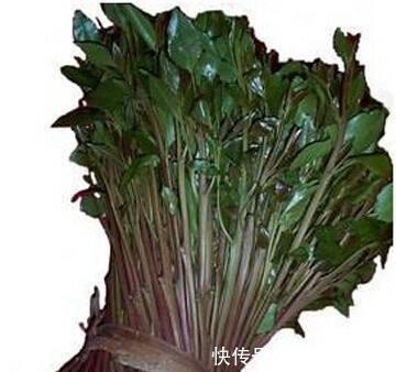恰特草|这种植物是醒脑圣药，但却也是“新型罂粟”，很多人竟然当蔬菜吃