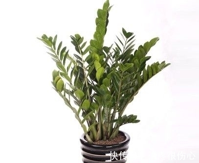 喜欢金钱树不用买,学会金钱树的扦插方法,想养几盆养几盆